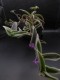 perex--cyanotis.jpg