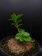 perex--d.-cuspidata-2.jpg