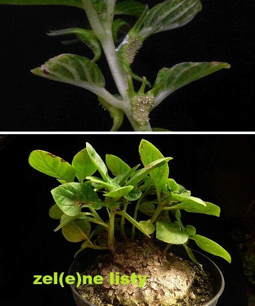 d.-cuspidata-brinkmanniana-10.jpg