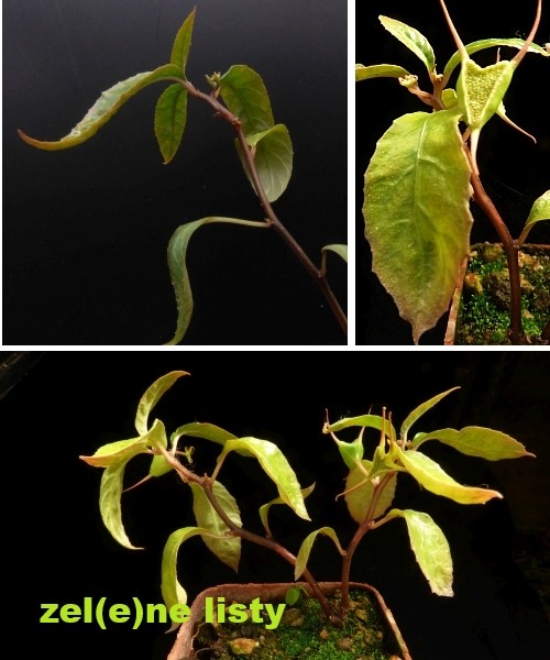 d.-cuspidata-11.jpg