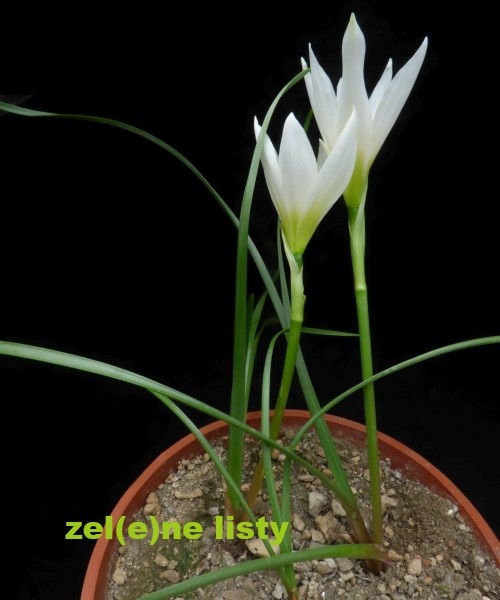 z.-cardenasianus-10.jpg