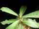 perex--r.-madiensis.jpg