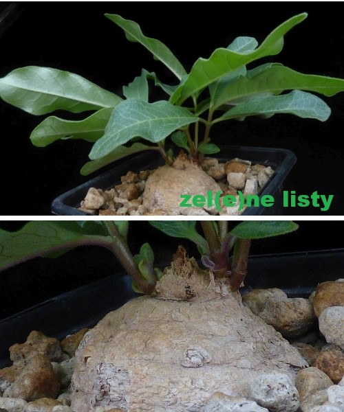 r.-madiensis-10.jpg