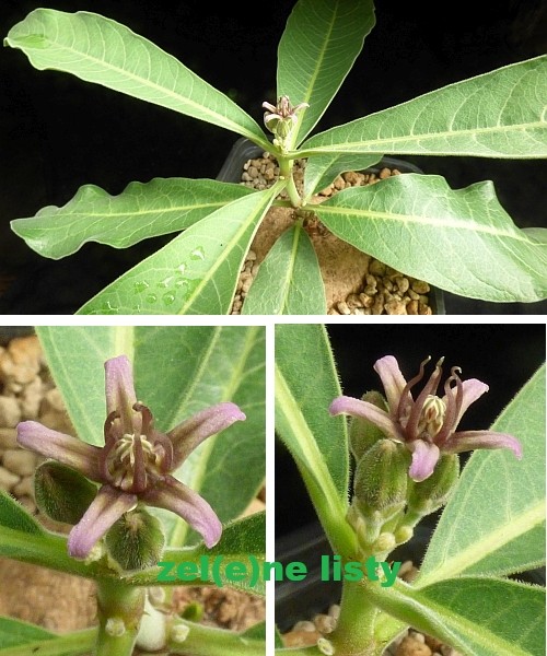 r.-madiensis-11.jpg