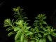 perex--p.-sichotensis.jpg