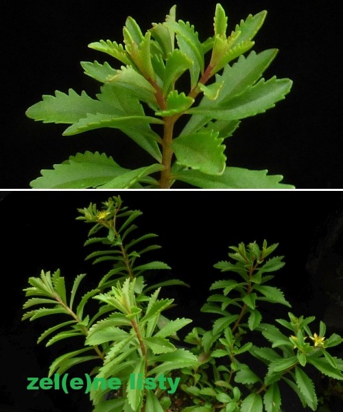 phedimus-sichotensis-10.jpg