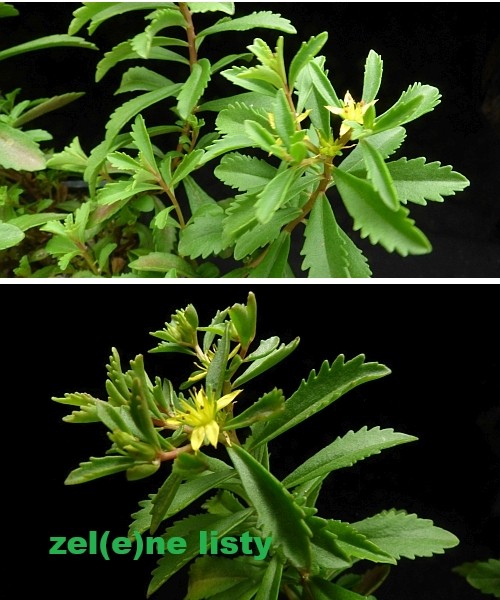 phedimus-sichotensis-11.jpg