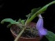 perex--s.-speciosa.jpg