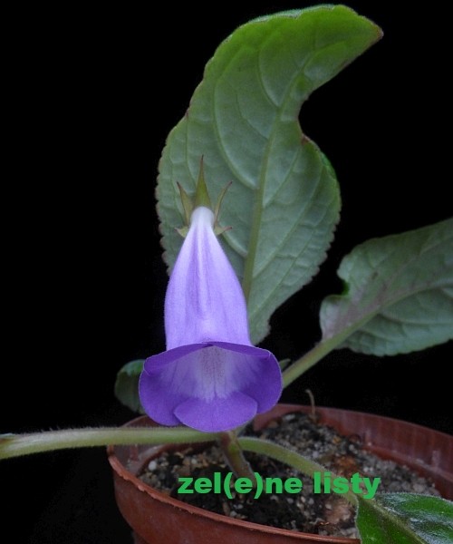 s.-speciosa-11.jpg