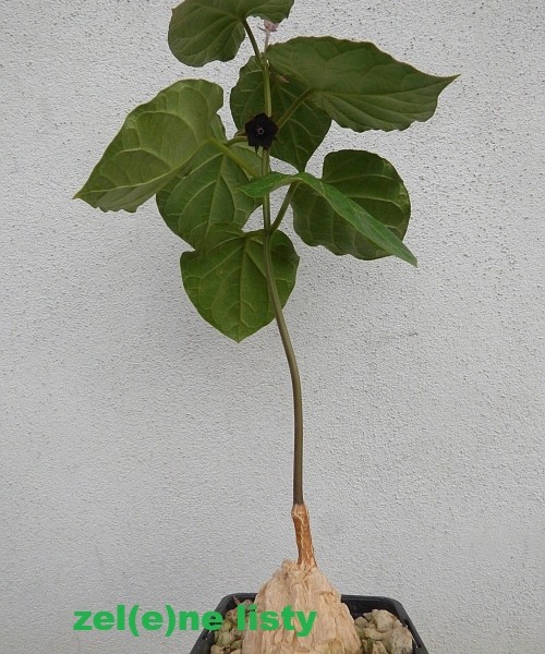 matelea-11.jpg