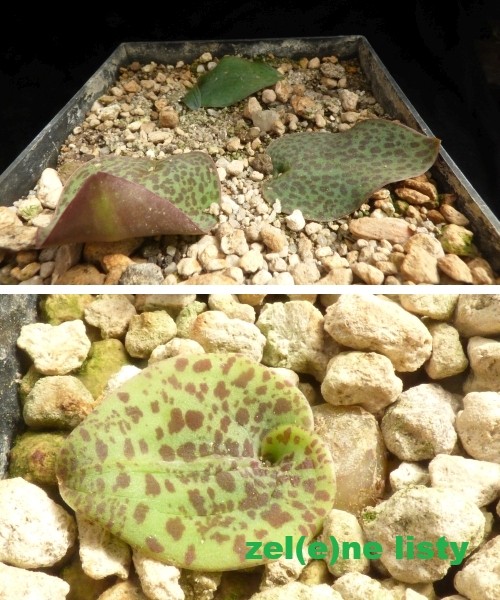 r.-pilosa-11.jpg