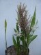 perex--s.-concinna.jpg