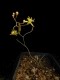 perex--b.-flexuosa.jpg