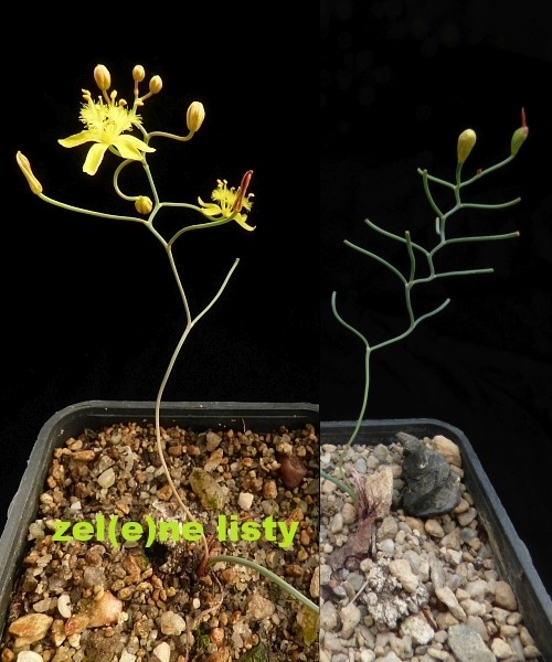 b.-flexuosa-12.jpg