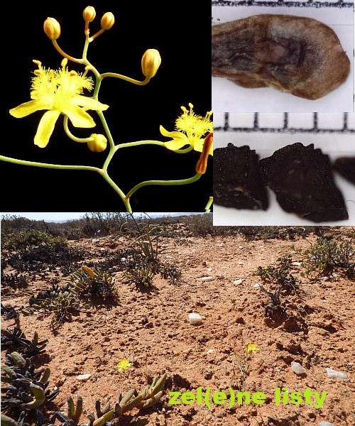 b.-flexuosa-11.jpg