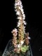 perex--o.-chanettii.jpg