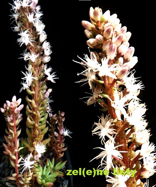 o.-chanettii-11.jpg