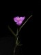 perex--c.-angustifolia.jpg