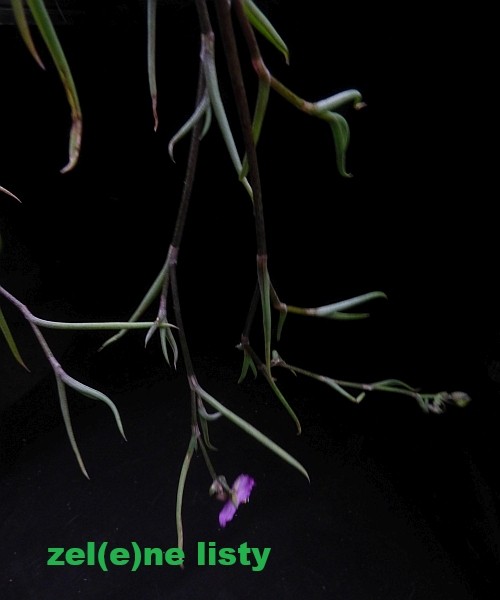 c.-angustifolia-10.jpg