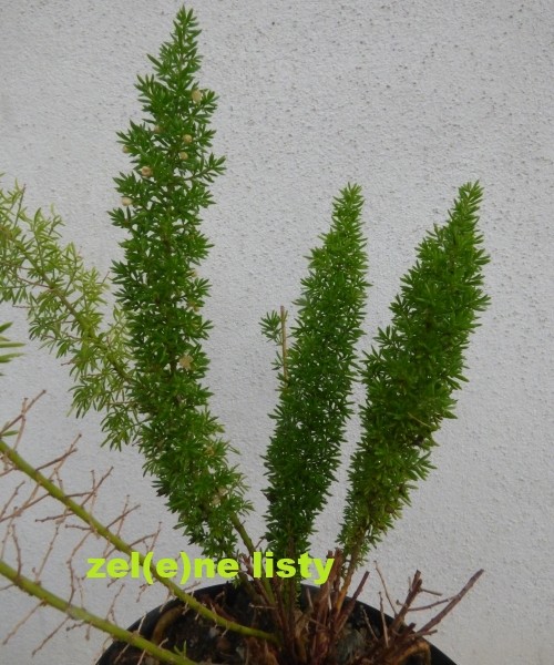 asparagus-densiflorus-10.jpg