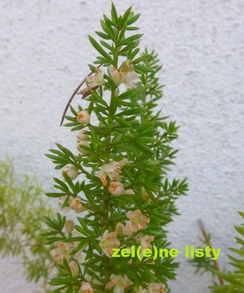 asparagus-densiflorus-11.jpg