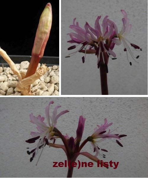 b.-namaquana-11.jpg
