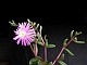 perex---delosperma-scabripes.jpg