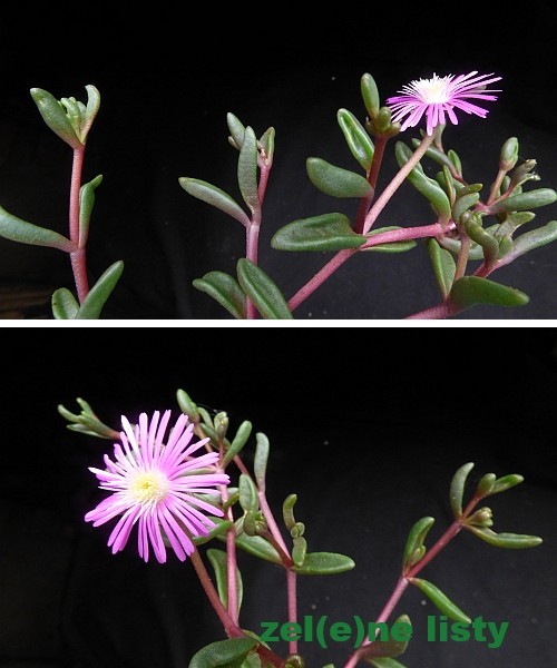 delosperma-scabripes-11.jpg