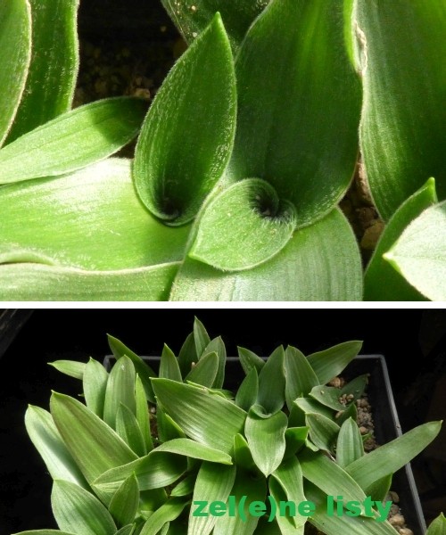 o.-conicum-10.jpg