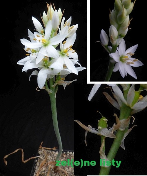 o.-conicum-11.jpg