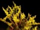perex--s.-tuberiferum.jpg