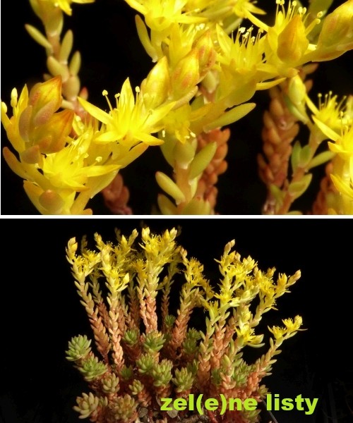 s.-tuberiferum-11.jpg