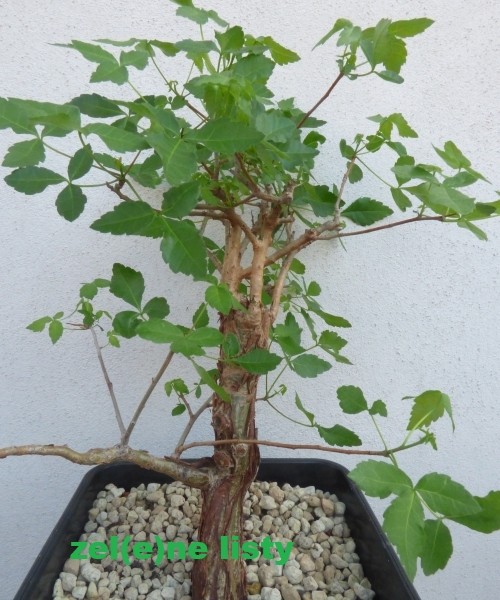 c.-schimperi-10.jpg