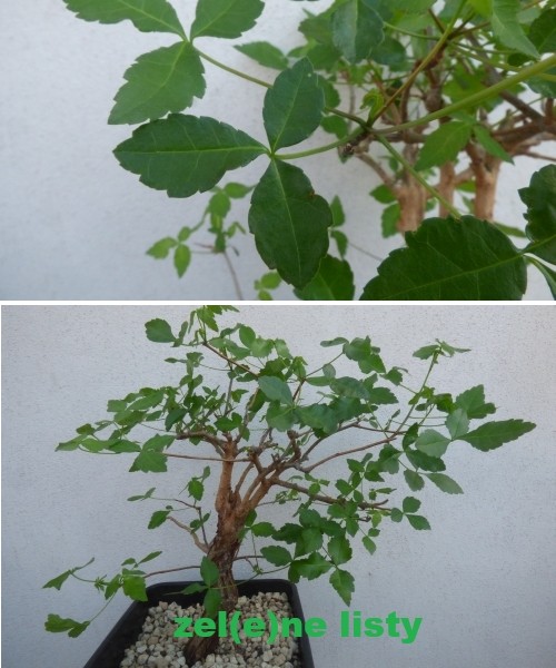 c.-schimperi-11.jpg