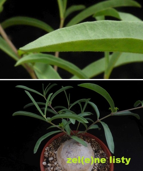r.-velutina-10.jpg