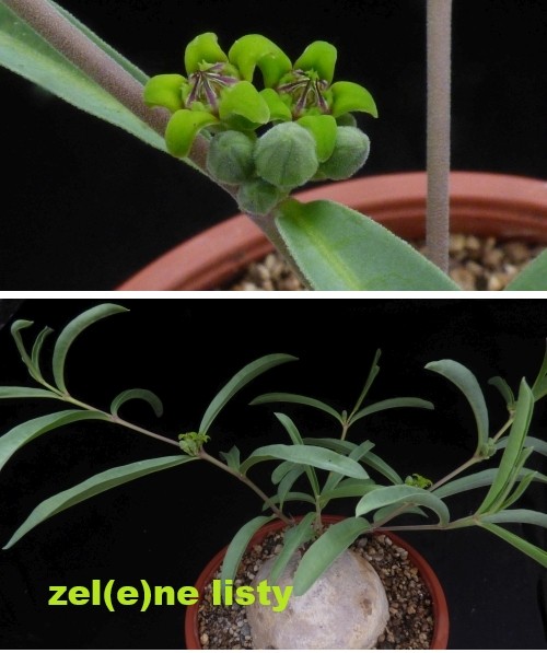r.-velutina-11.jpg