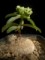 perex--r.-globosa.jpg