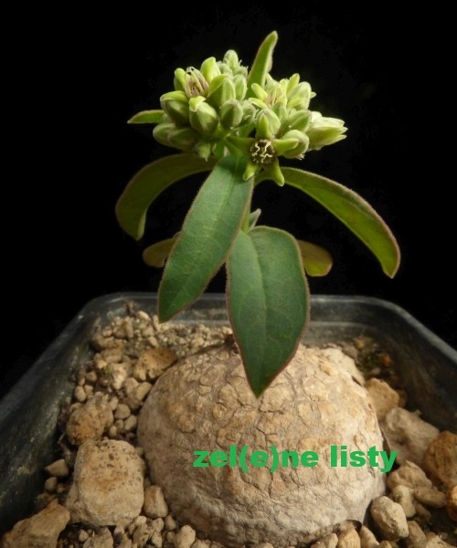 r.-globosa-10.jpg