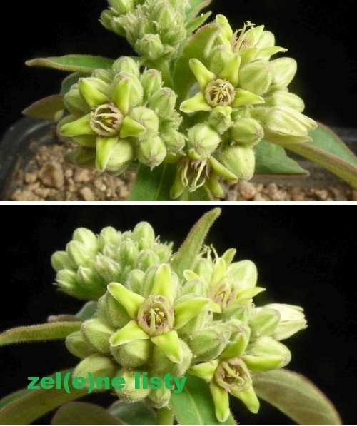 r.-globosa-11.jpg