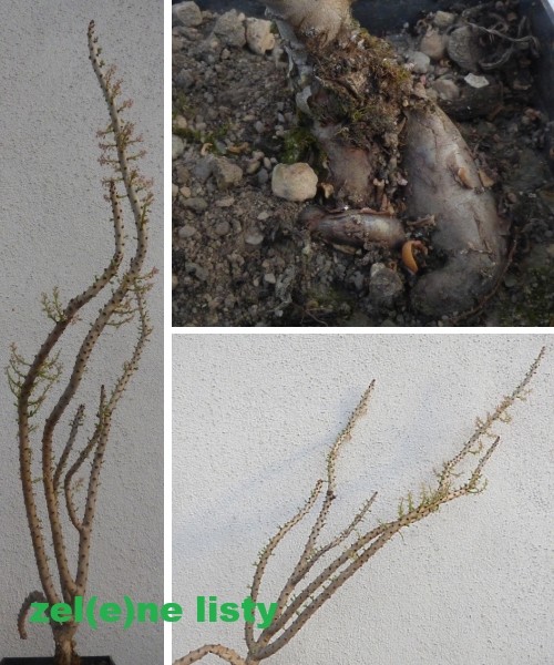p.-namaquensis-10.jpg