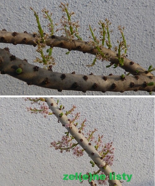 p.-namaquensis-11.jpg