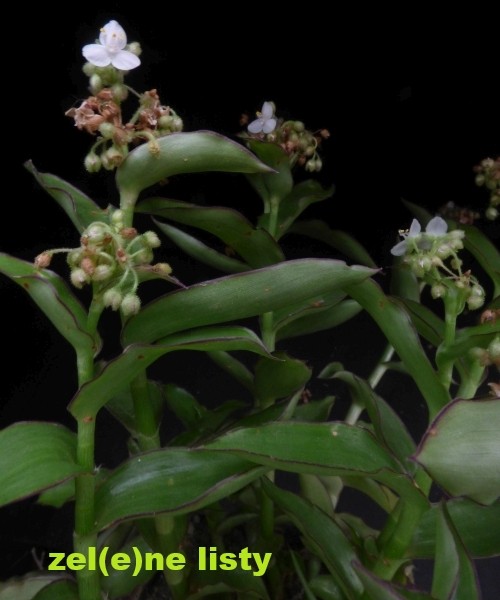 tradescantia-10.jpg