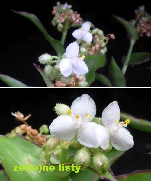 tradescantia-11.jpg