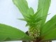 perex--e.-humilis.jpg