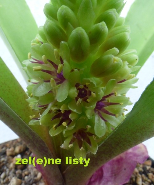 e.-humilis-11.jpg