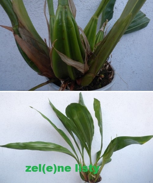 g.-galeata-luteola-10.jpg