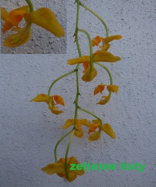 g.-galeana-luteola-11.jpg