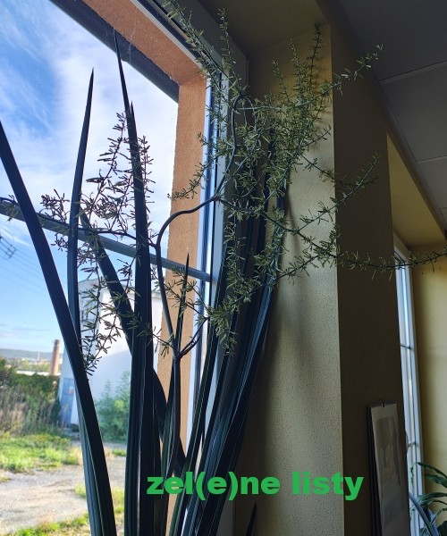 sansevieria-1.jpg