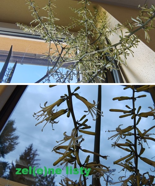 sansevieria-2.jpg
