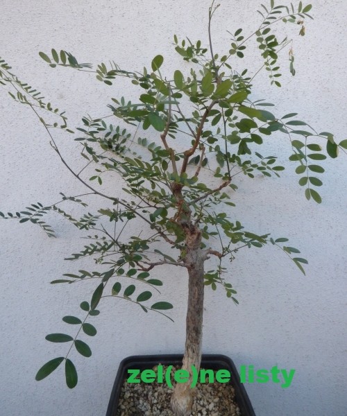 delonix-decaryi-10.jpg